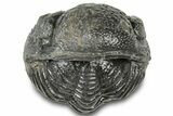 Wide Enrolled Morocops Trilobite - Morocco #310765-1